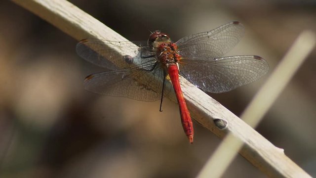 Red Dragon Fly in a twig