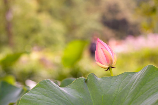 The Sacred Lotus (Nelumbo Nucifera) is a beautiful bud, close-up image