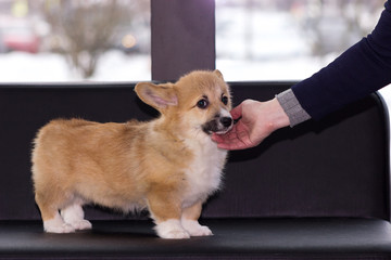 Welsh corgi puppy