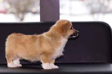Welsh corgi puppy