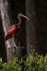 Ibis rouge