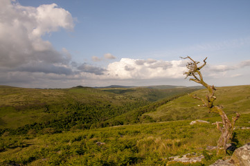 Fototapeta na wymiar Dartmoor view with old tree in foreground