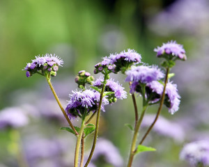 Rainy Day Flowers