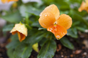Fresh orange flower in japanese national park..