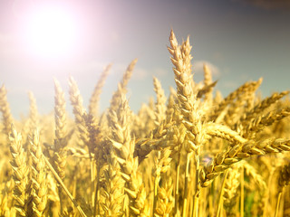 Fototapeta premium wheat field at the sunset