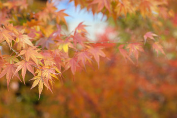 Naklejka na ściany i meble Closeup of red japanese maple leaves on the graden..