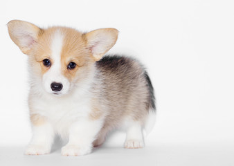 welsh corgi puppy in the studio