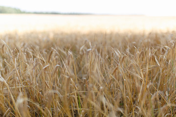 The Golden wheat field is ready for harvest. Background ripening ears of yellow wheat field against the blue sky. Copy space on a rural meadow close-up nature photo idea of a rich wheat crop.