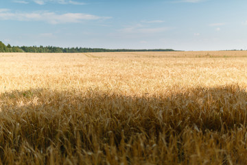 Field of Golden wheat under the blue sky and clouds. Background ripening ears of yellow wheat field against the blue sky. Copy space on a rural meadow close-up nature photo idea of a rich wheat crop.