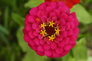 Obraz premium ярко розовый цветок макро