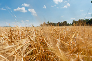Plakat The Golden wheat field is ready for harvest. Background ripening ears of yellow wheat field against the blue sky. Copy space on a rural meadow close-up nature photo idea of a rich wheat crop.
