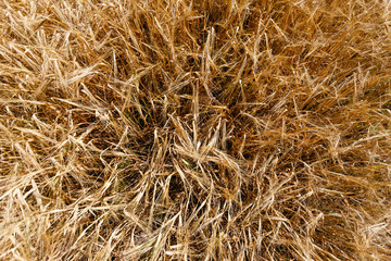 Top view of Golden wheat field is ready for harvest. Background ripening ears of yellow wheat field against the blue sky. Copy space on a rural meadow close-up nature photo idea of a rich wheat crop.