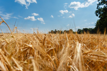 The Golden wheat field is ready for harvest. Background ripening ears of yellow wheat field against the blue sky. Copy space on a rural meadow close-up nature photo idea of a rich wheat crop.