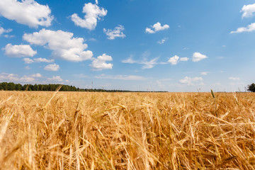 The Golden wheat field is ready for harvest. Background ripening ears of yellow wheat field against the blue sky. Copy space on a rural meadow close-up nature photo idea of a rich wheat crop.