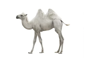 Foto op Plexiglas witte kameel geïsoleerd © fotomaster
