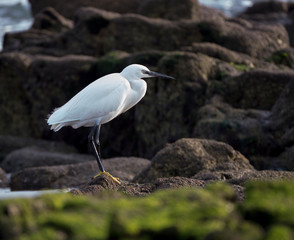 Seidenreiher in Larmor-Plage