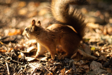 squirrel