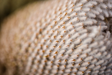 A very close view of the Woolly Orange Banksia flower