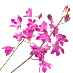 Fototapeta na wymiar Pink orchid flower Dendrobium kingianum isolated on white background. Fashionable creative floral composition. Summer, spring. Flat lay, top view. Love. Valentine's Day