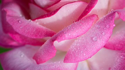 Pink rose closeup with water drops. Holiday background.