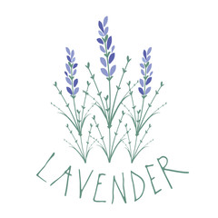 Fototapeta na wymiar Lavender flower. Logo design. Text hand drawn.