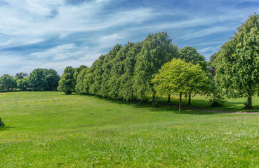 Fototapeta na wymiar Scottish Parkland Trees in Summer