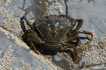 Green Shore Crab (Carcinus maenas)/European Female Green Crab carrying eggs © davemhuntphoto