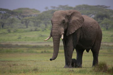 Fototapeta na wymiar Afrikanischer Elefanten Bulle (Loxodonta africana), Ndudu Nationalpark, Tansania, Afrika