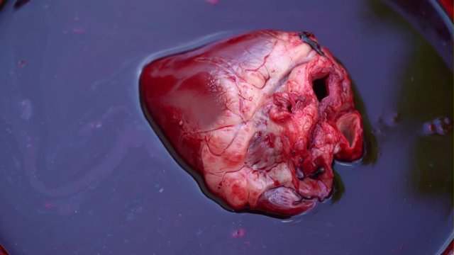 The bloodied heart of an animal in a container filled with blood, close-up