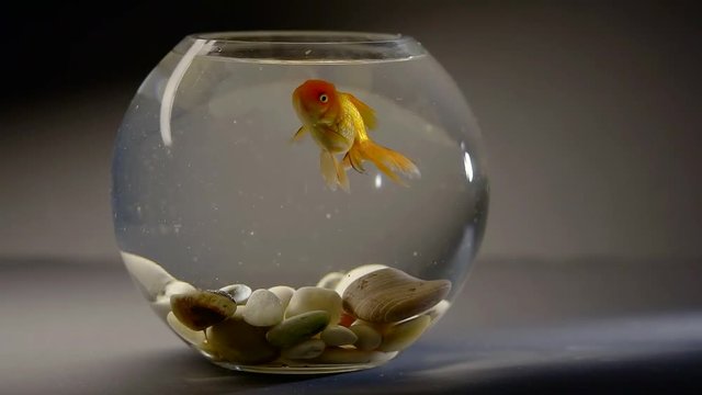 decorative goldfish is swimming inside a round aquarium and eating forage