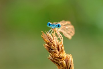 View into big blue eyes white legged damselfly at sunset, close-up  Genus Platycnemis pennipes, male