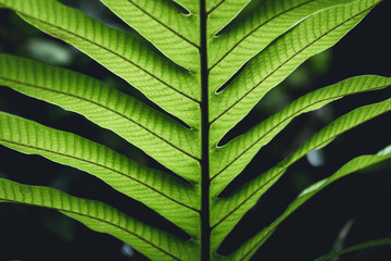 Fresh Fern green leaf background