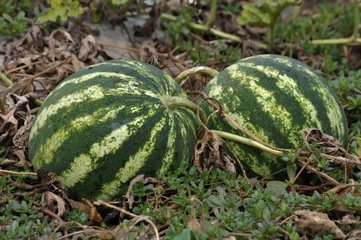 In the field ripen watermelons