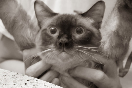 Happy kitten
