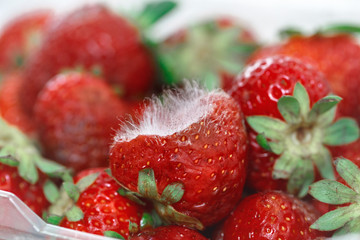 Closeup macro shot image of rotten strawberry with white large mold placed in plastic box.