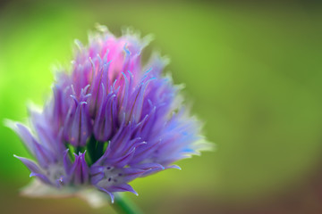 Purple Chives flowers isolated on green blur background.