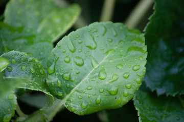 Green pearl edged leaves after rain. Close up, Norway 
