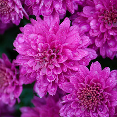 Bright purple chrysanthemum flowers after rain, Close up, Norway