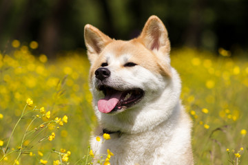 Japanese akita in flowers