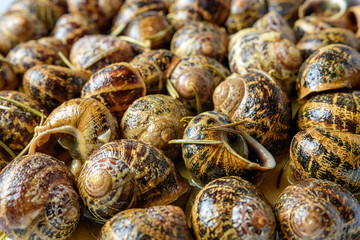 Tasty fried snails with rosemary. Close-up.