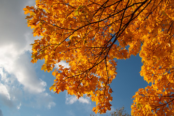 Fototapeta na wymiar autumn landscape of orange leaves against the blue sky