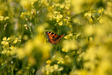 Fototapeta na wymiar butterfly in a flower field