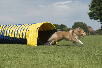 Shetland sheepdog running out of an agility tunnel on a sunny day seen from the side