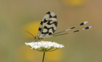 Grecian streamertail resting on a flower seen from the side