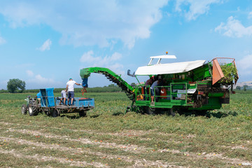 Harvester collects tomatoes in plastic boxes on a tractor. People work on a plantation. Stock photo