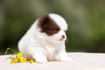 Pomeranian puppy outdoor