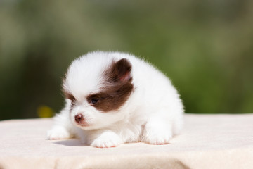 Fototapeta na wymiar Pomeranian puppy outdoor