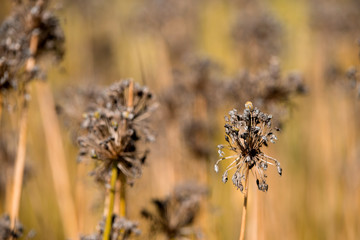 Dry, fallen flowers in the garden