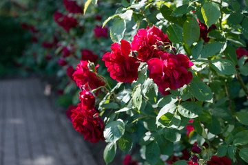 Flower of a red rose blooms in the garden