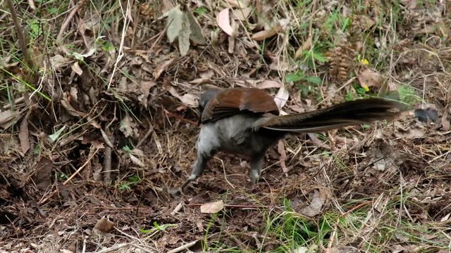 Bird digging hole in national Park